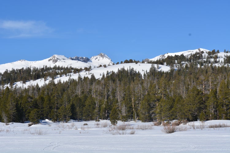 Snowy mountain range above evergreen forest